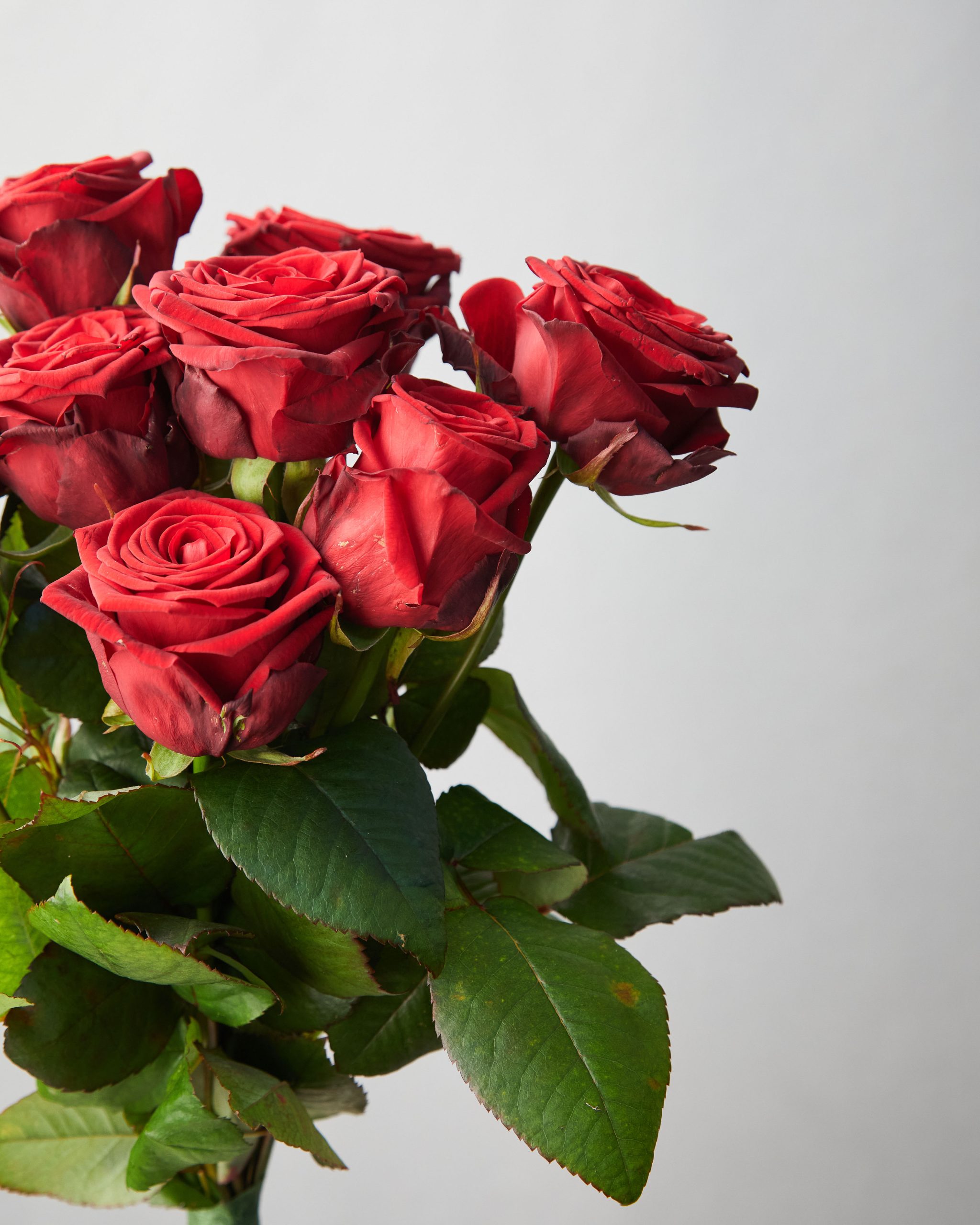 Bouquet Rose Rosse - Da 5 a 15 rose rosse - Frida's