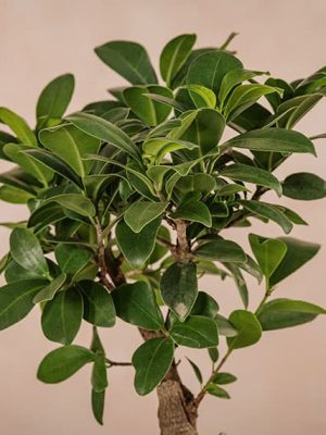 Piante da interno - Ficus Ginseng dettagli foglie