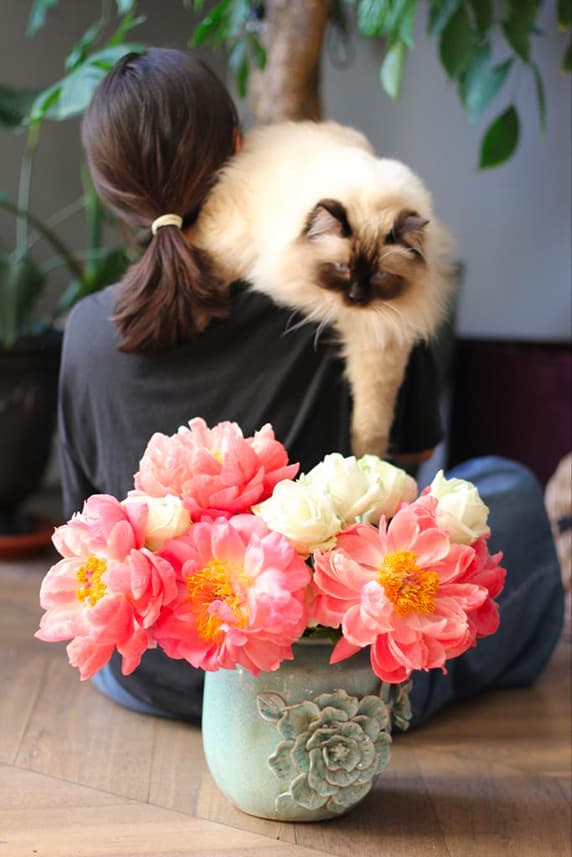 gatto in braccio a ragazza che guarda Bouquet Peonie fiorite color corallo e rose bianche