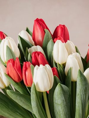 Bouquet Panna e Fragola, meravigliosi tulipani bianchi e rossi