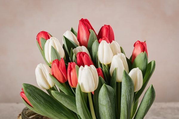 Bouquet Panna e Fragola, meravigliosi tulipani bianchi e rossi
