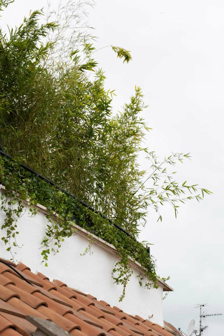 Piante su terrazzo con vista dal basso