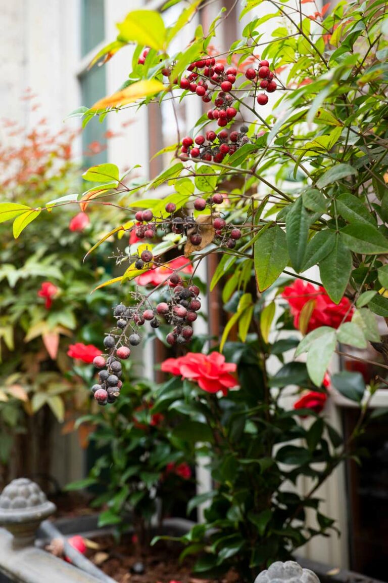 Fiori rossi su davanzale